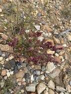 Image of Erica puberuliflora E. G. H. Oliver