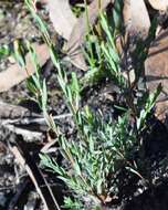 Image of thymeleaf melaleuca