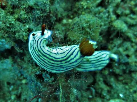 Image of Hypselodoris maridadilus Rudman 1977