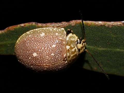 صورة <i>Paropsis aegrota elliotti</i>