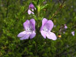 Image of Prostanthera cryptandroides subsp. euphrasioides (Benth.) B. J. Conn