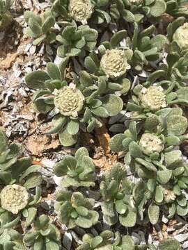 Image of Colorado feverfew