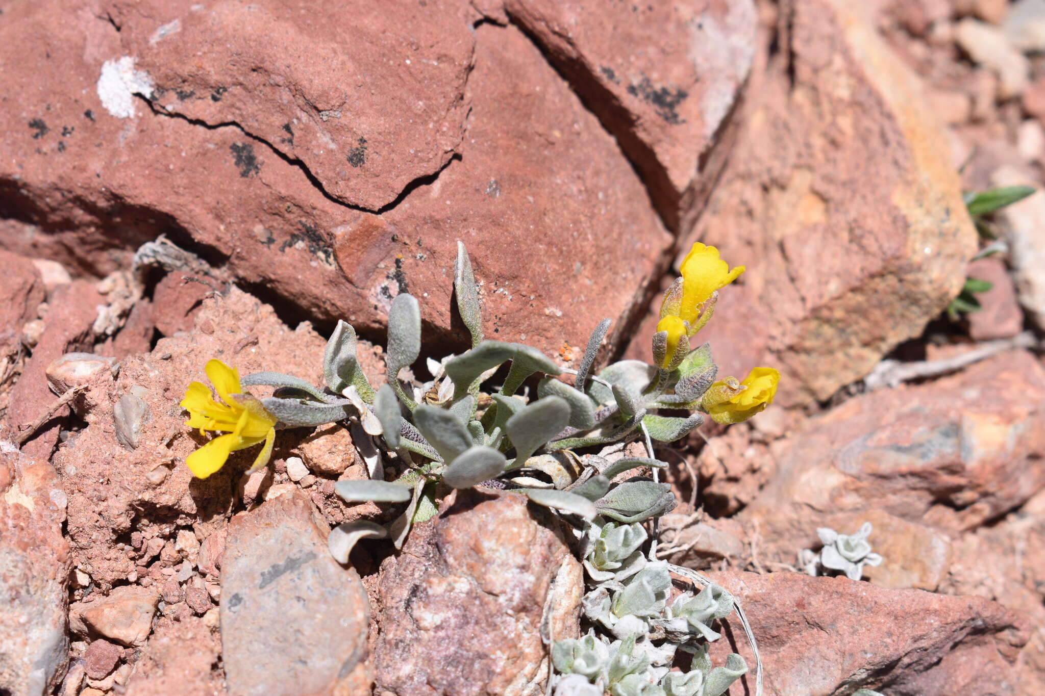 Image of Avery Peak twinpod