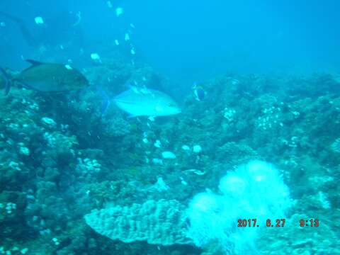 Image of Blue Surgeonfish