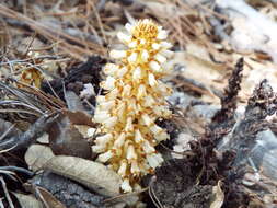 Image of alpine cancer-root