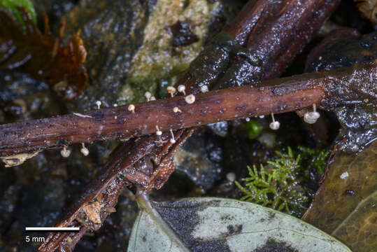 صورة Physalacria stilboidea (Cooke) Sacc. 1891