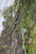 Image of Litter Gecko