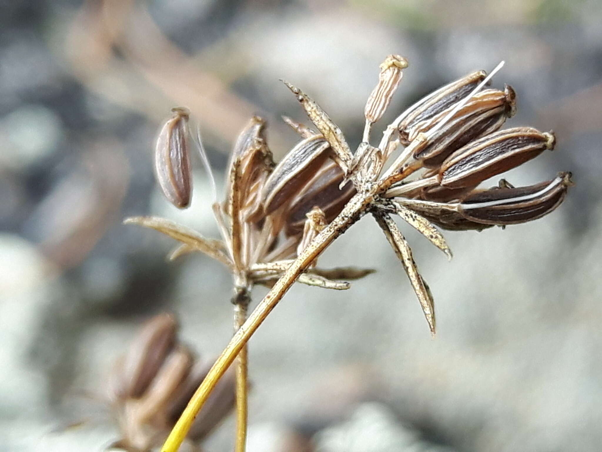 Bupleurum krylovianum Schischk. ex G. V. Krylov resmi