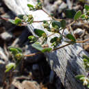 Image of Wedge spurge