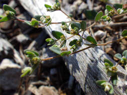 Image of Wedge spurge