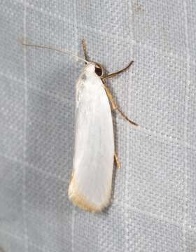 Image of Xylorycta argentella Walker 1864