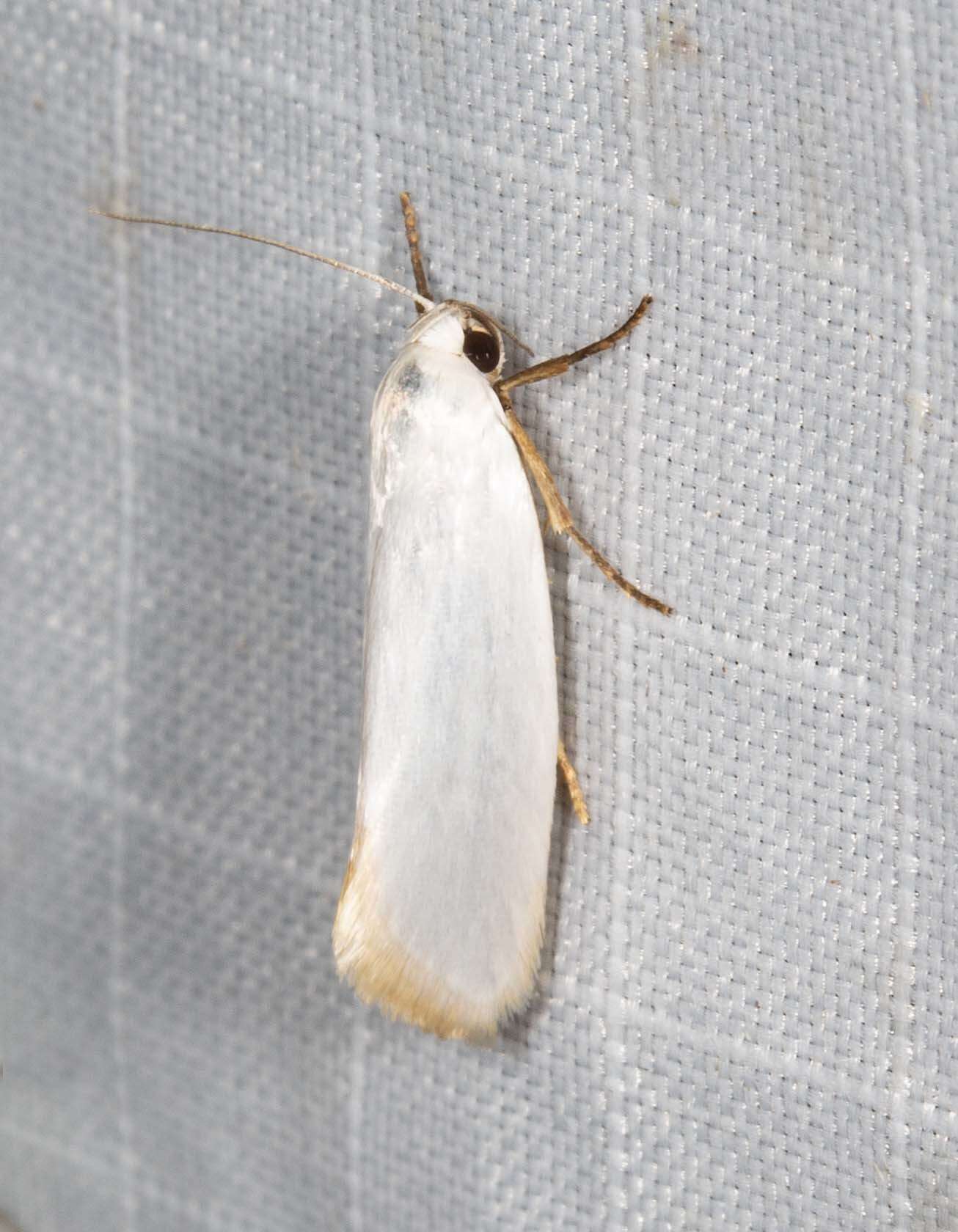 Image of Xylorycta argentella Walker 1864