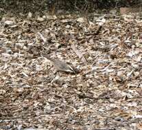 Image of White-browed Babbler