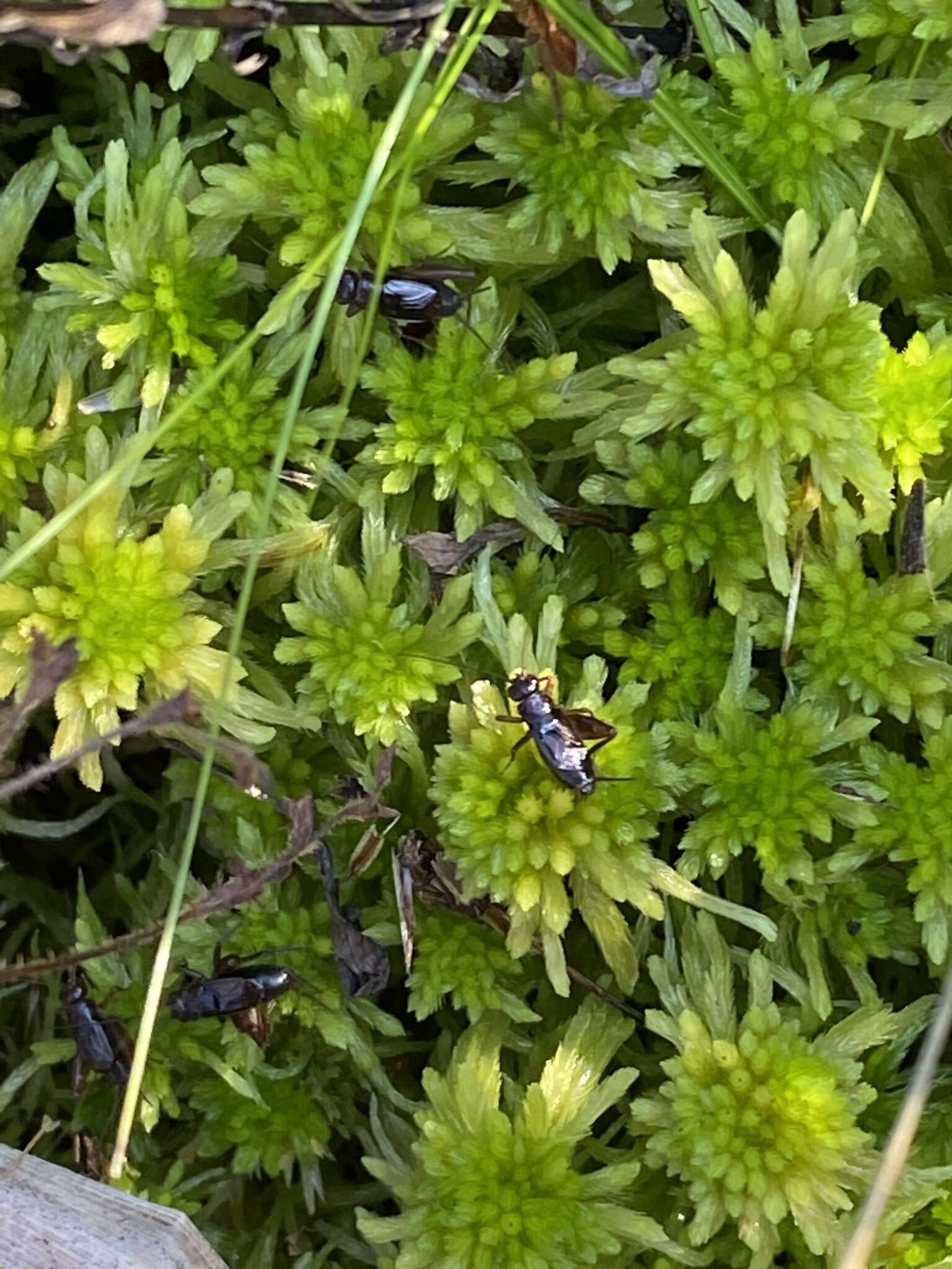 Image of Sphagnum Ground Cricket