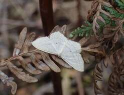 Image of Scopula perlata Walker 1861