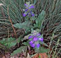 Image of Ajuga australis R. Br.