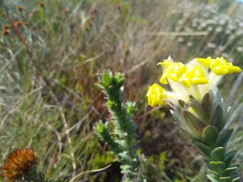 Image of Gnidia anthylloides (L. fil.) Gilg