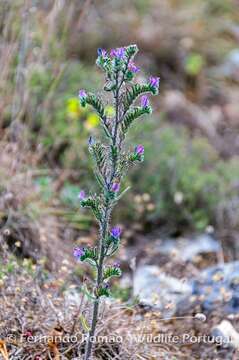 Image of Echium tuberculatum Hoffmanns. & Link