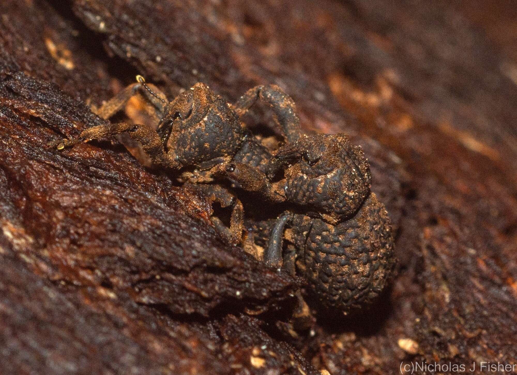 Image of Poropterus cavirostris Lea 1897