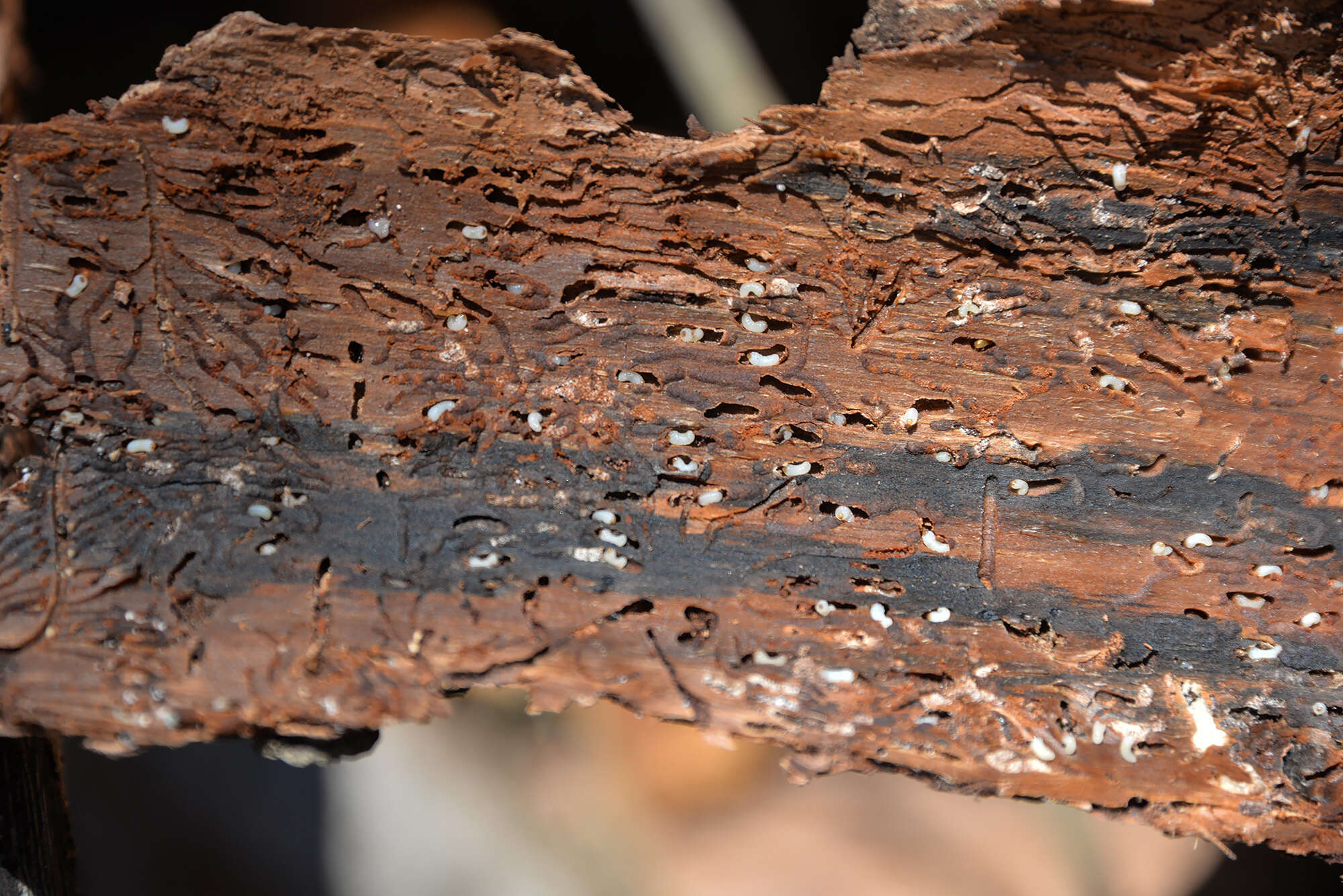 Image of Six-toothed spruce bark beetle