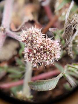 Image of San Francisco spineflower