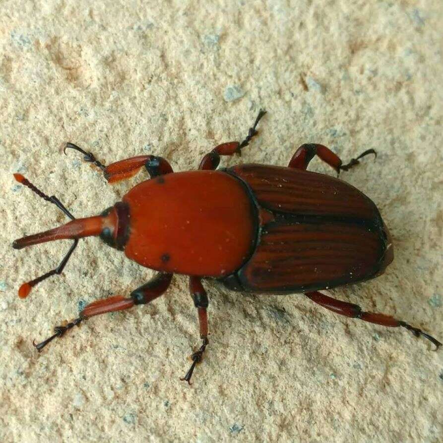 Image of Red palm weevil