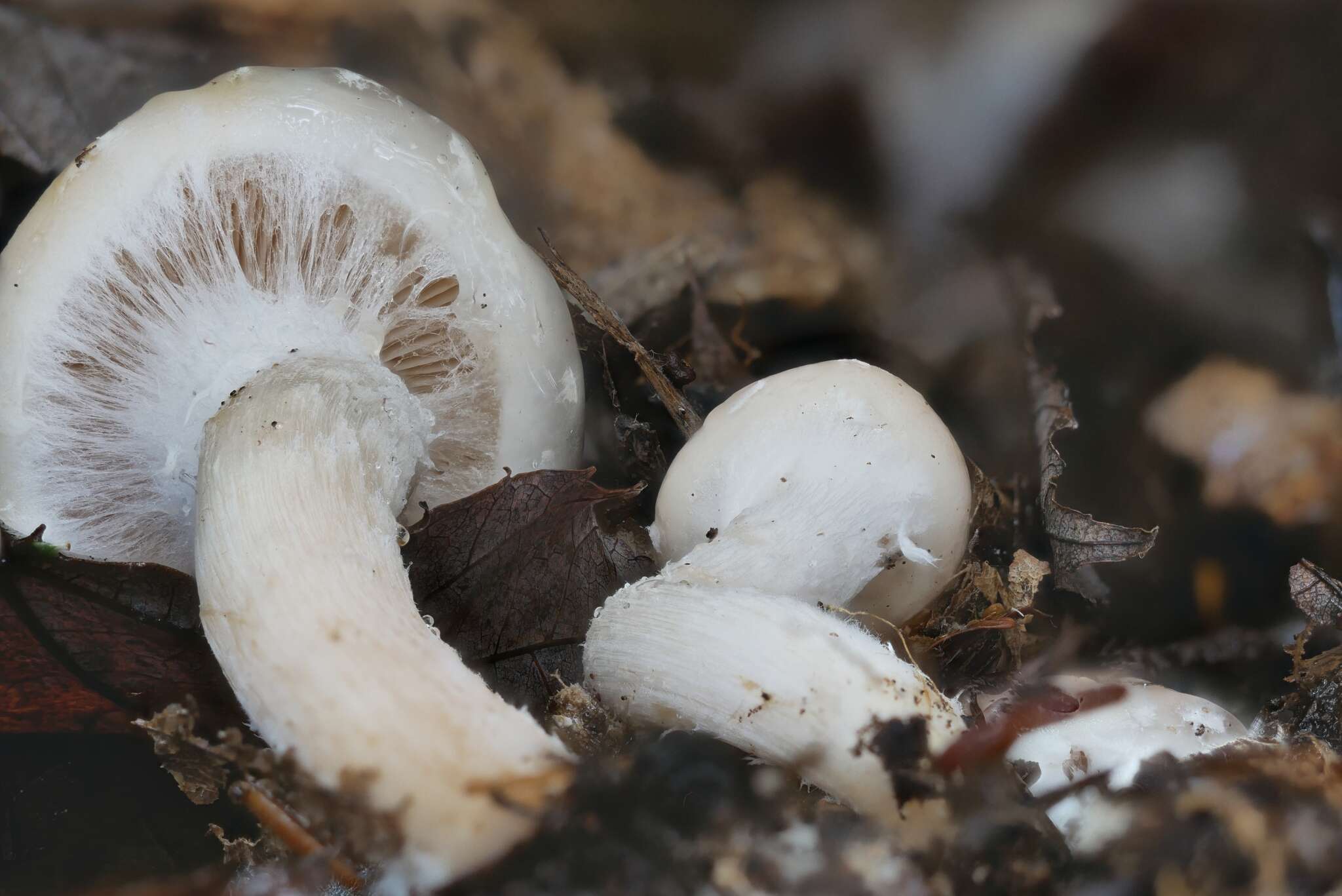 Image of Pholiota lenta (Pers.) Singer 1951