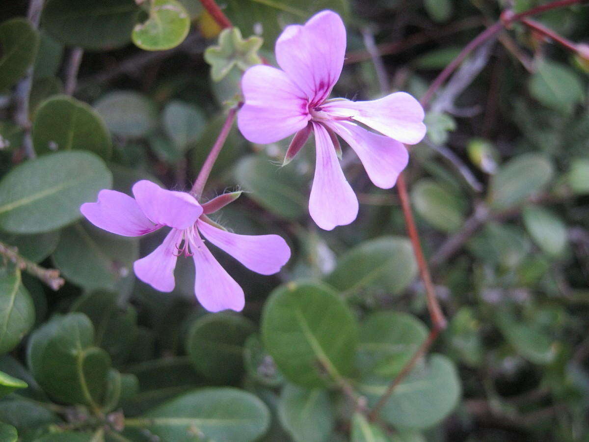 Image of Peltated Geranium