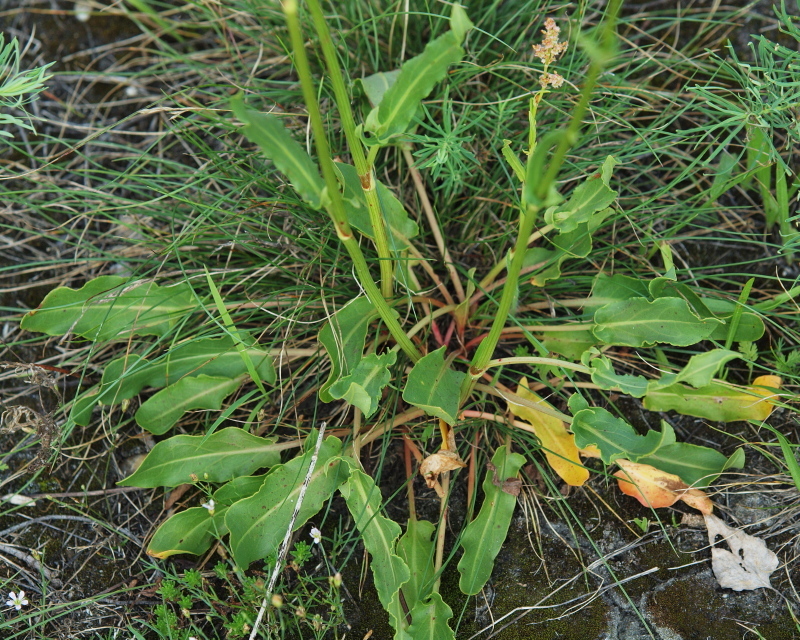 Rumex thyrsiflorus (rights holder: HermannFalkner/sokol)