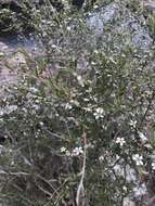 Sivun Leptospermum brachyandrum (F. Müll.) Druce kuva