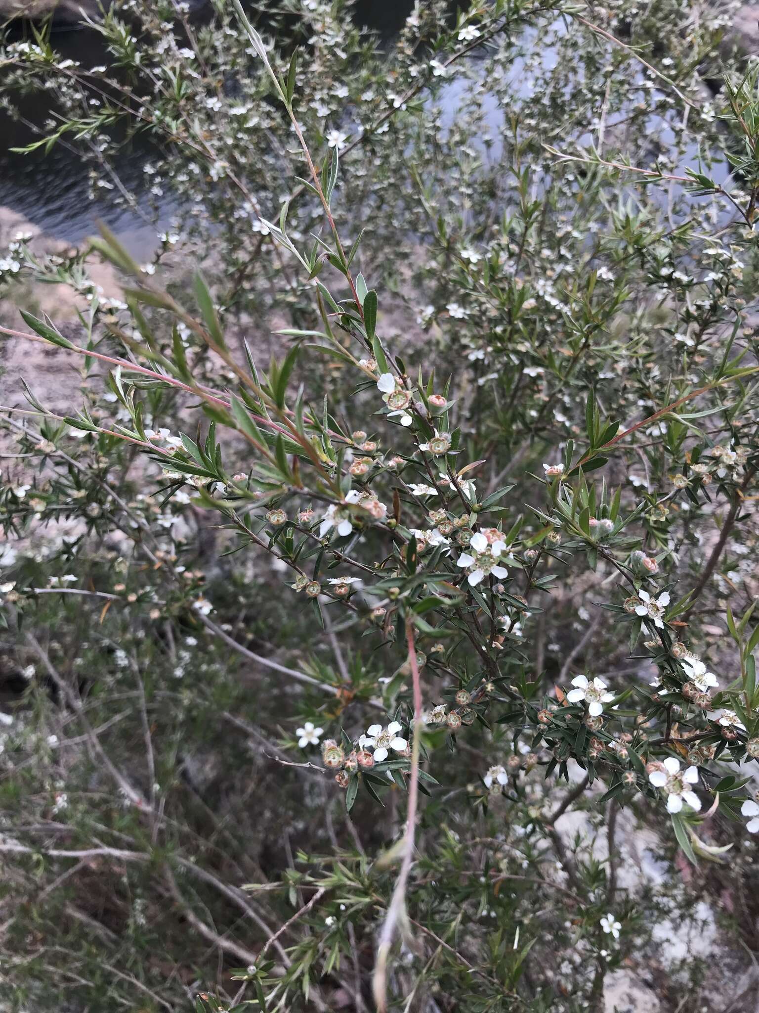 Sivun Leptospermum brachyandrum (F. Müll.) Druce kuva