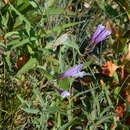 Image of Penstemon lyalli (A. Gray) A. Gray