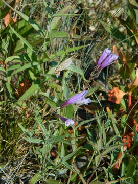 Sivun Penstemon lyalli (A. Gray) A. Gray kuva