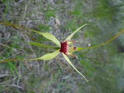 Image of Carbunup king spider orchid