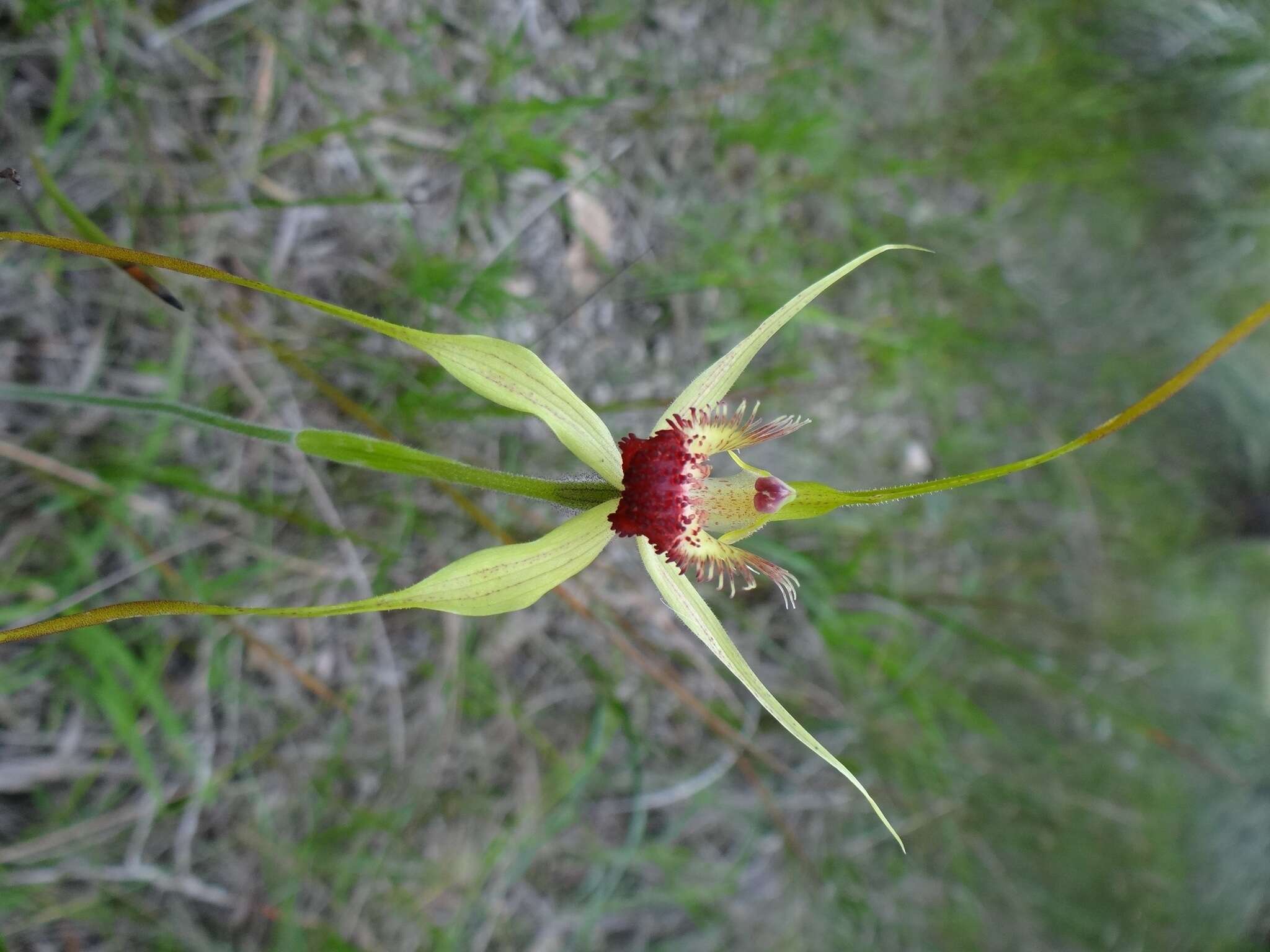 Image of Carbunup king spider orchid