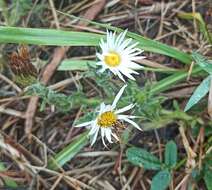 Image of Noticastrum diffusum (Pers.) Cabrera