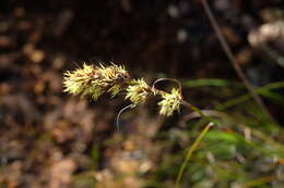 Image of Tetraria bromoides (Lam.) H. Pfeiff.