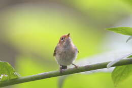 Image of Sunda Warbler