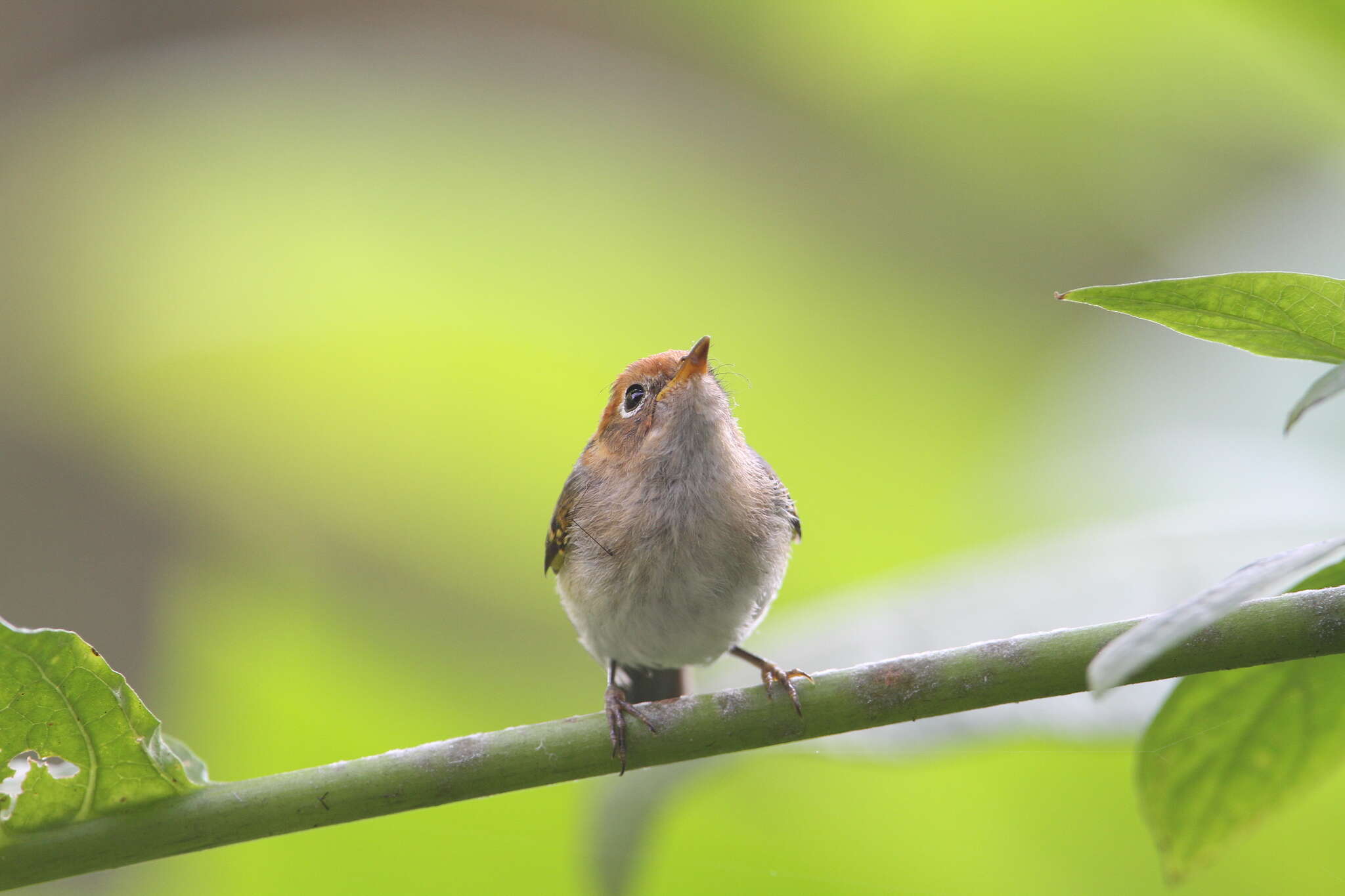 Image of Sunda Warbler