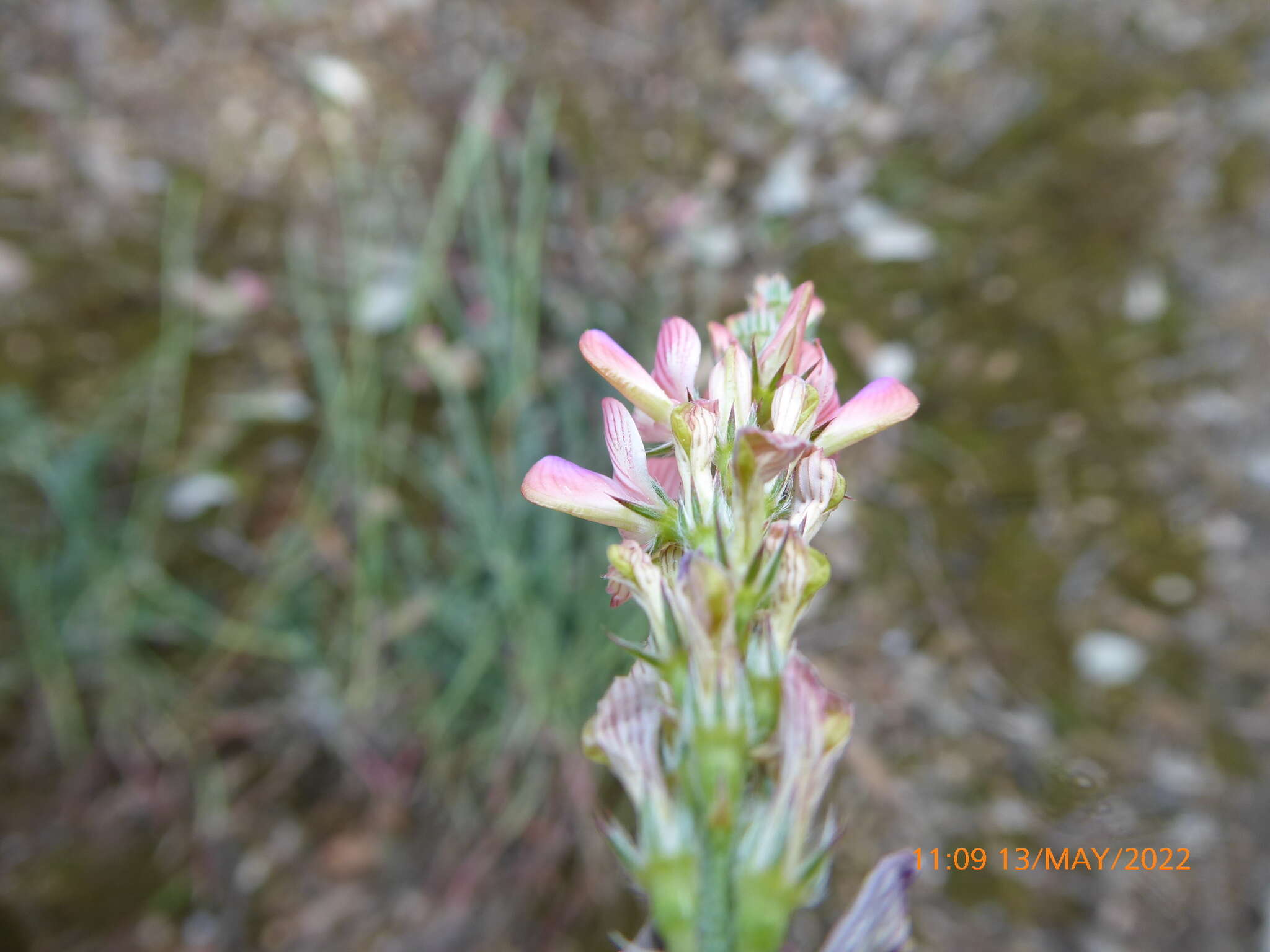 Sivun Onobrychis supina (Vill.) DC. kuva