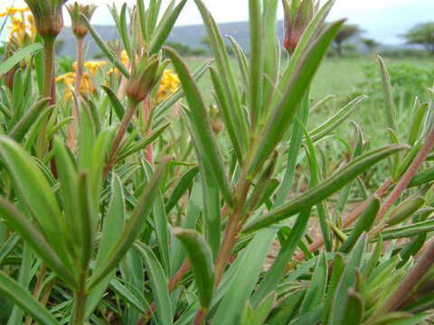 Image of Gnidia capitata L. fil.