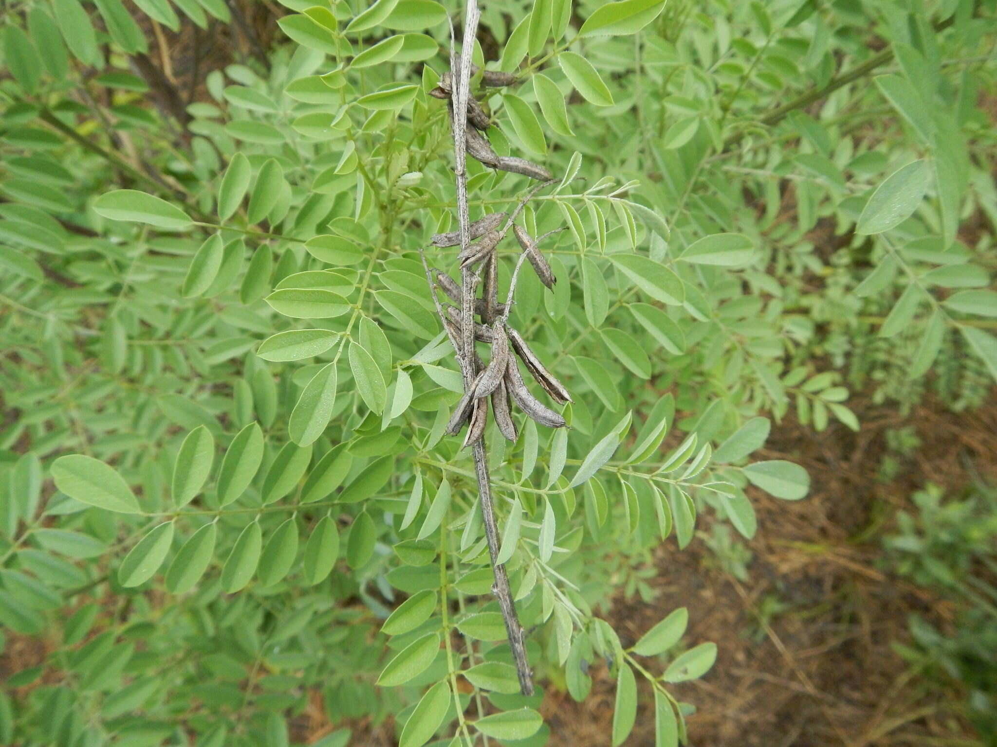 Imagem de Indigofera suffruticosa Mill.