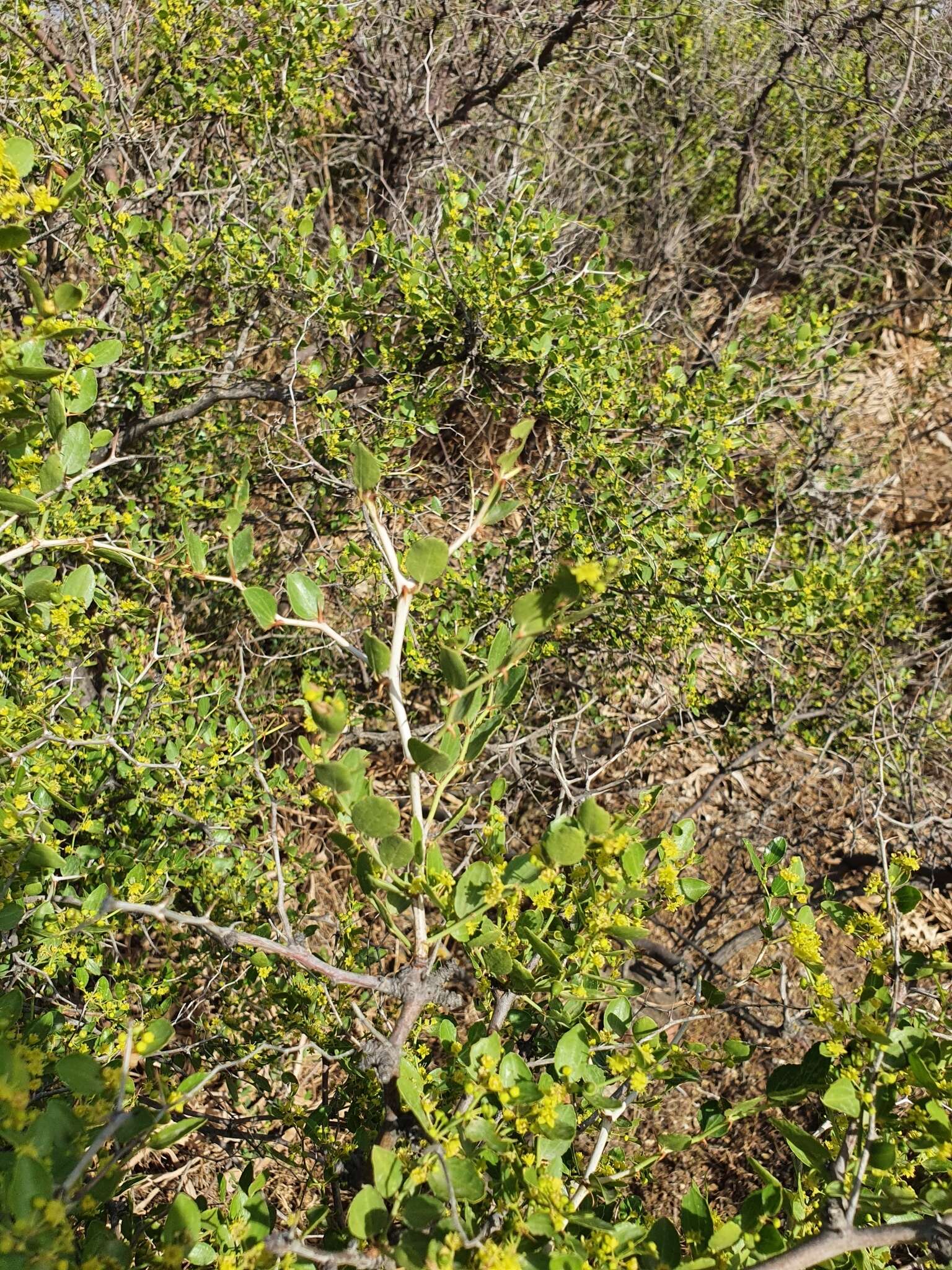 Plancia ëd Ziziphus lotus (L.) Lam.