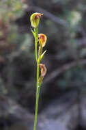 Слика од Pterostylis rubescens (D. L. Jones) G. N. Backh.