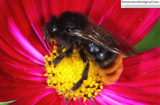 Sivun Bombus coreanus (Yasumatsu 1934) kuva