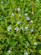 Image of Lindernia rotundifolia (L.) Alston