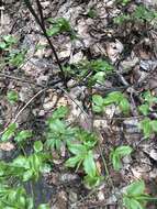 Image of Vaccinium arctostaphylos L.