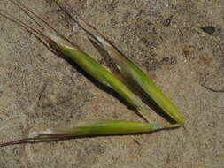 Imagem de Helictochloa pratensis (L.) Romero Zarco