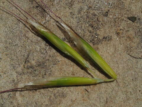 Plancia ëd Helictochloa pratensis (L.) Romero Zarco