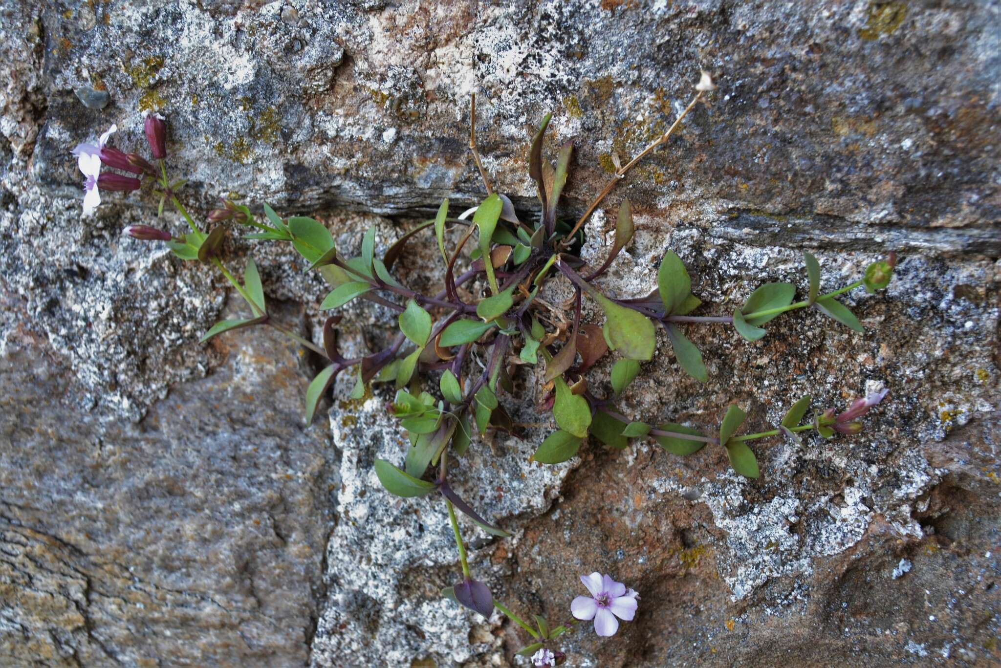 Image of Petrocoptis glaucifolia (Lag.) Pau